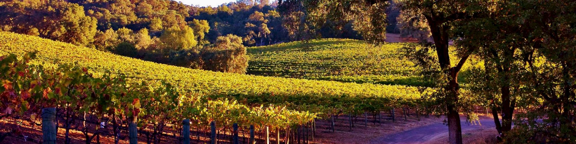 This image depicts a vineyard with neatly aligned rows of grapevines on rolling hills, surrounded by trees under a sunny sky.