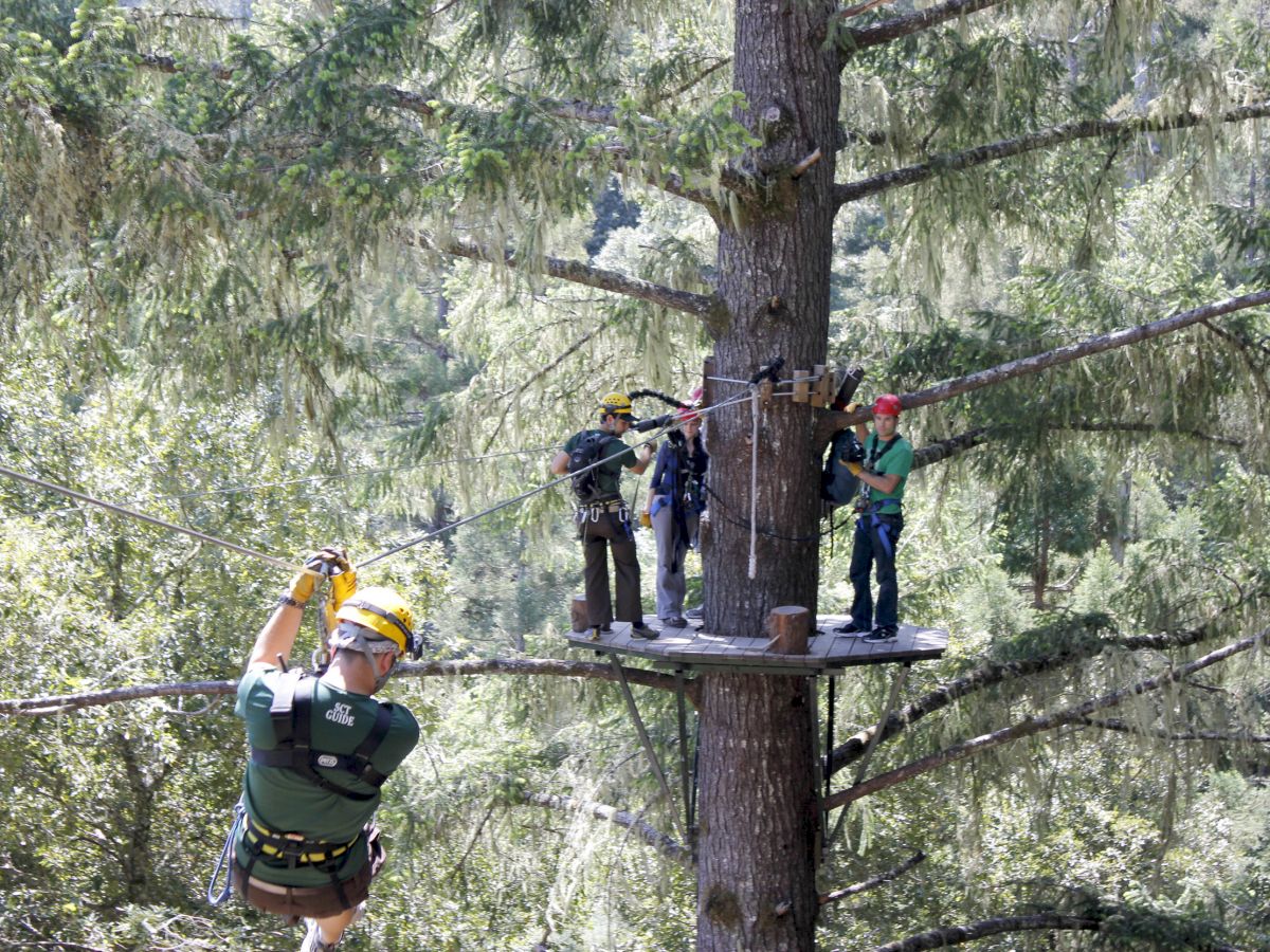 People are zip-lining through a forest. One person is on the zip line, and three others are standing on a wooden platform attached to a tree.