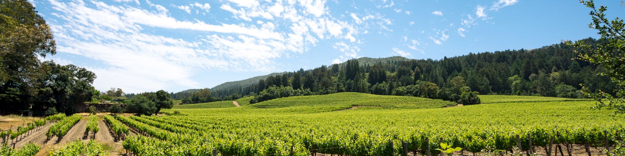 The image shows a vast vineyard with lush green grapevines, set against a backdrop of rolling hills and a partly cloudy blue sky.