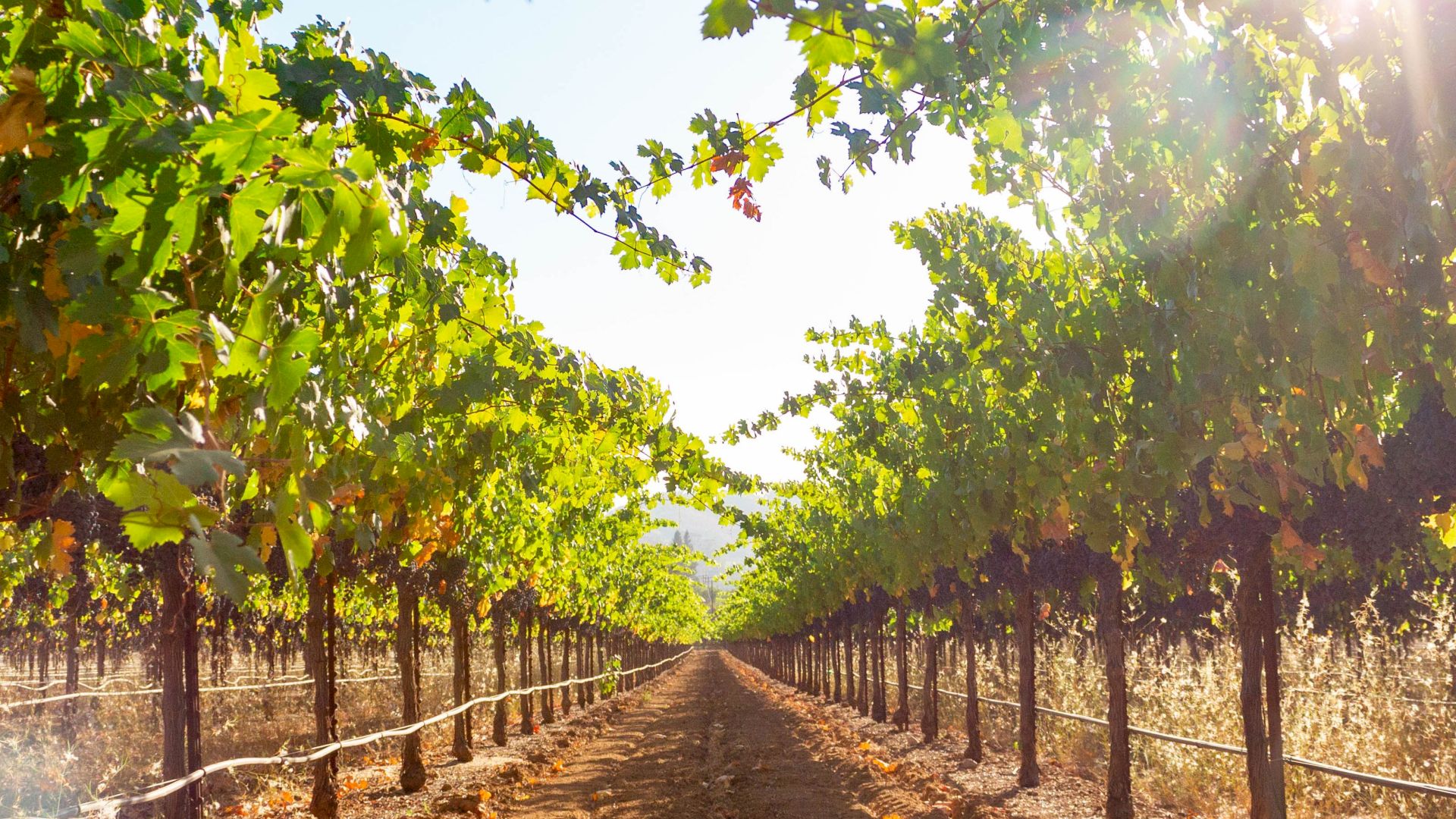 Rows of grapevines stretch into the distance under a bright sun in a vineyard.
