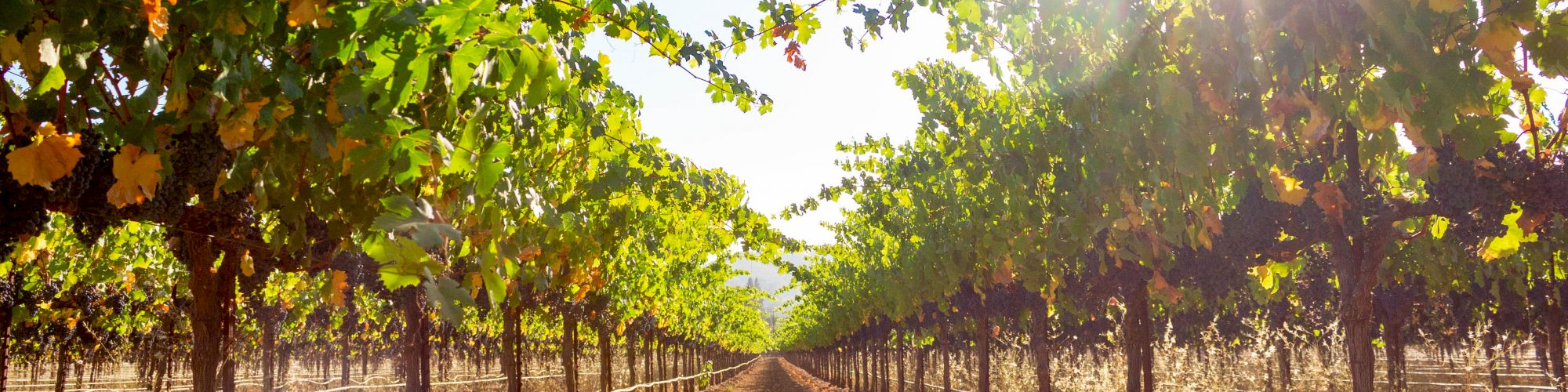 Rows of grapevines stretch into the distance under a bright sun in a vineyard.