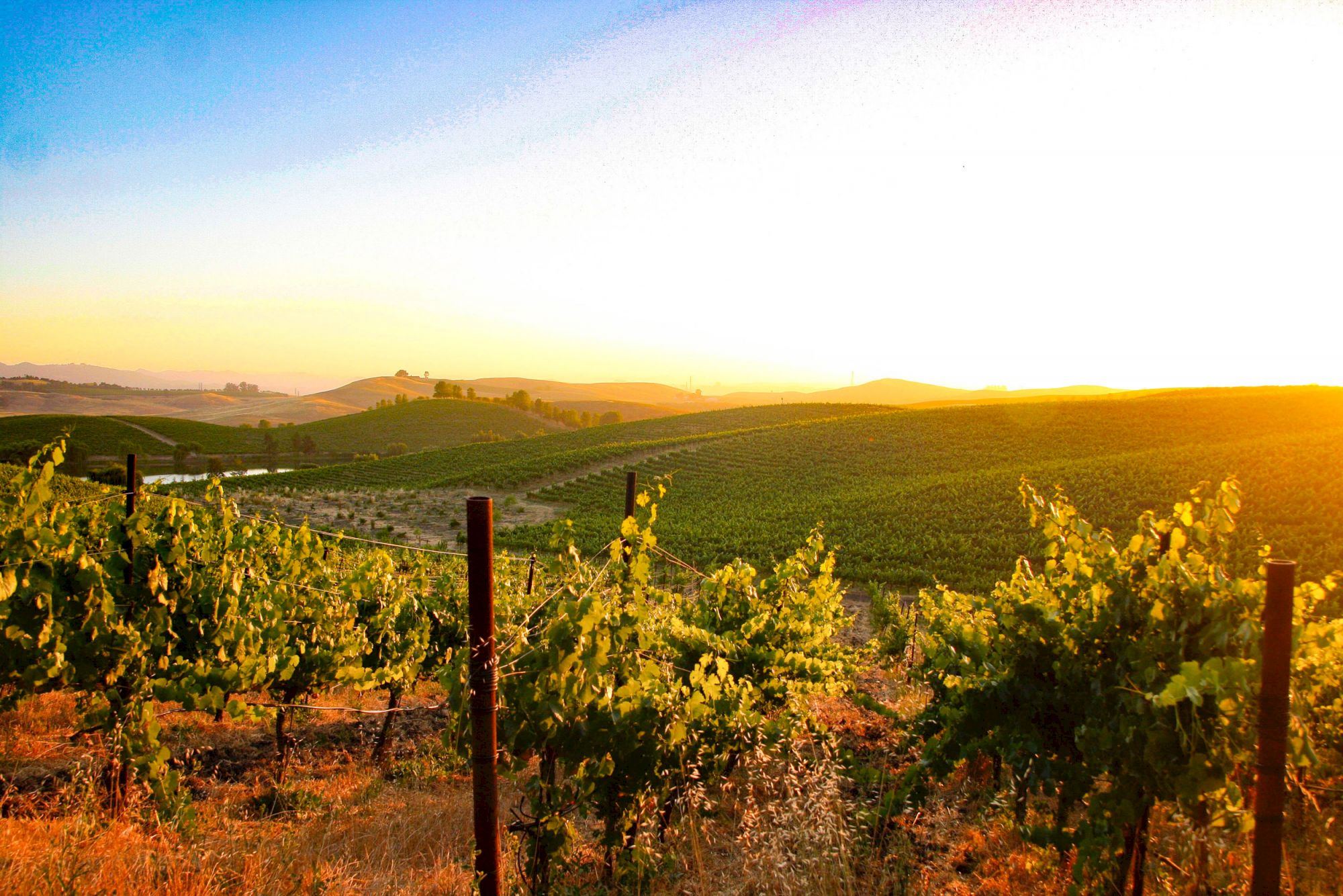 A picturesque vineyard with rows of grapevines at sunset, rolling hills in the background, and a clear blue sky above ending the sentence.