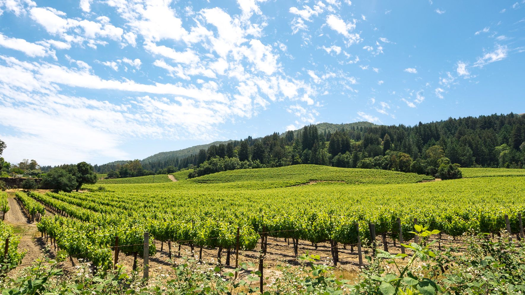A lush, green vineyard stretches across rolling hills under a bright blue sky with scattered clouds. Trees line the horizon in the background.