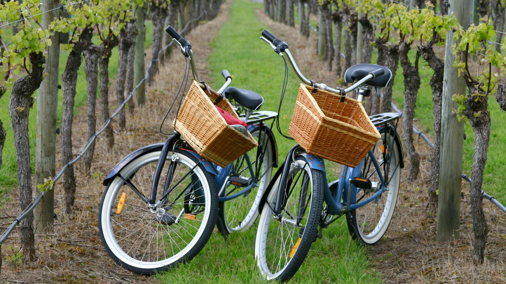 Two bicycles with wicker baskets are parked in between rows of grapevines in a vineyard.