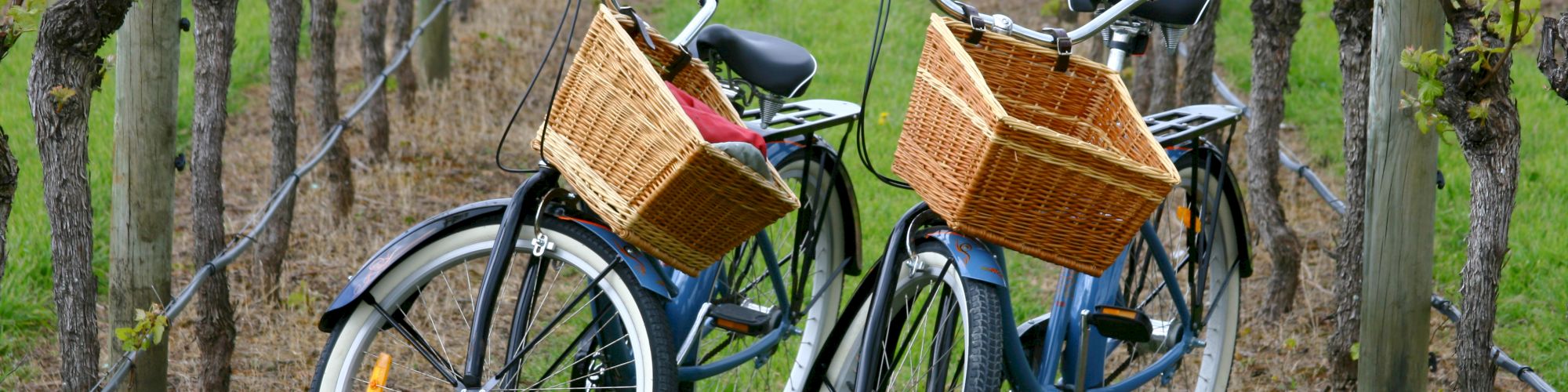 Two bicycles with wicker baskets are parked in between rows of grapevines in a vineyard.