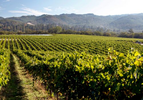 A vineyard stretches across the foreground, with rows of grapevines leading toward distant, tree-covered hills under a clear sky.