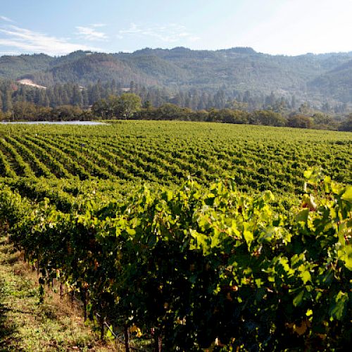 A vineyard stretches across the foreground, with rows of grapevines leading toward distant, tree-covered hills under a clear sky.